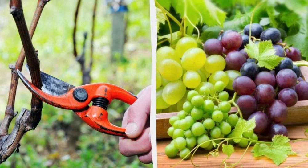 Що потрібно зробити з виноградом навесні, щоб влітку бути з врожаєм: корисні поради