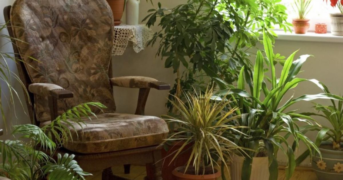 У будинку буде мир та спокій: які кімнатні рослини потрібно обов’язково поставити у квартирі