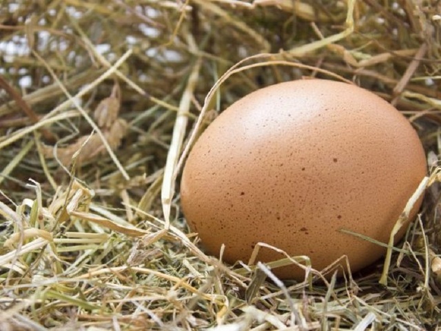 Знаєте,що позичати курячі яйця не можна:  про це кажуть народні прикмети!