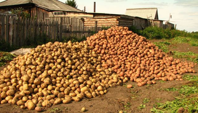 Гній тепер в минулому! Щоб влітку збирати по відру картоплі з куща, при посіві дотримуйтесь цих простих правил