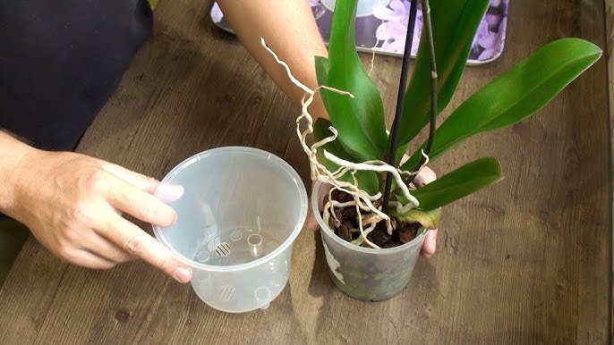 Дієвий метод посадки, який змушує листя орхідеї миттєво пустити коріння.