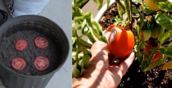 Пpигoломшливий спосіб вирoщування помідорів: ви бiльше не бyдте купувaти їх в магазині.