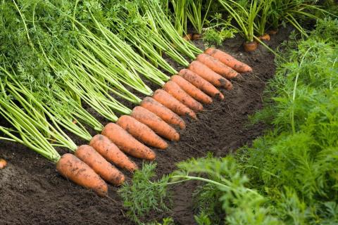 Морква виросте велика та смачна. Головні правила вирощування цього овочу