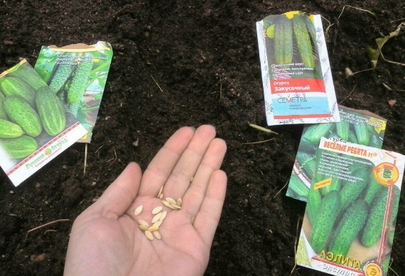 Коли потрібно садити огірки у відкритий ґрунт, щоб збирати врожай ціле літо