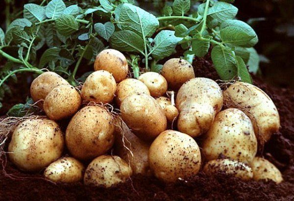 П’ять порад, як з одного відра картоплі отримати десять. Збережіть!