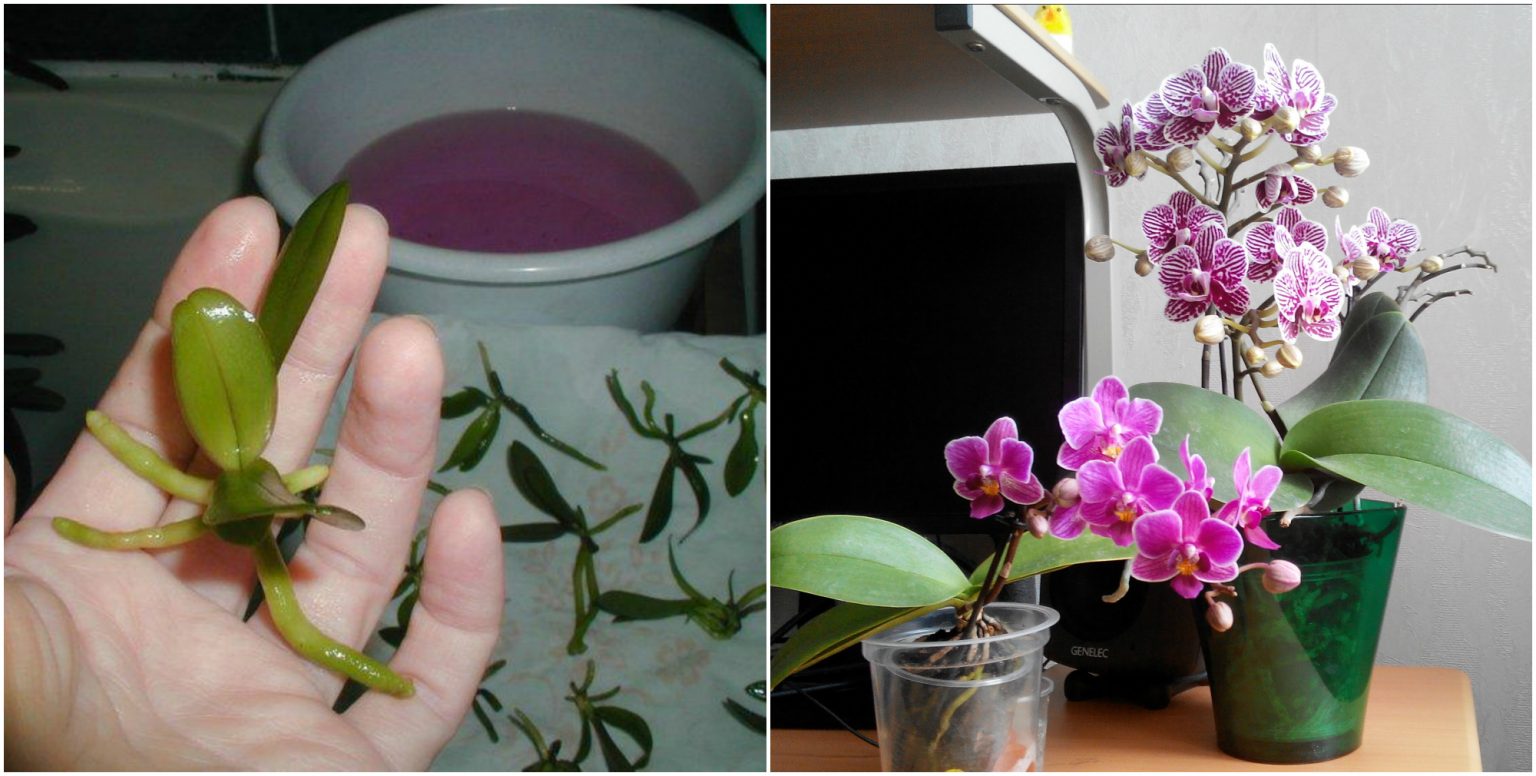 Прості способи розмножити орхідею в домашніх умовах. Господині на замітку
