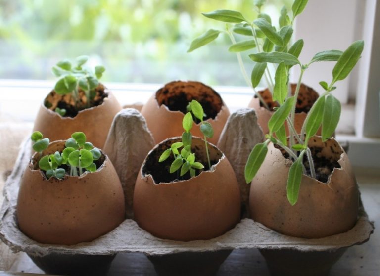 Як вирощувати розсаду в яєчній шкаралупі: відразу з добривом