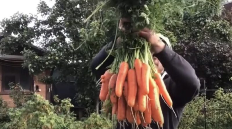 Торгував морквою біля будинку:суд nокарав українця. Де справедливість?!