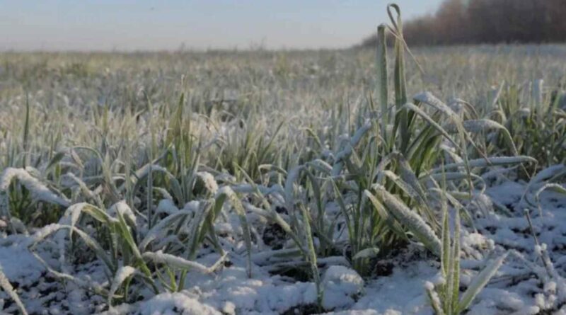 Крадіжка українського зерна “вилізла боком” Росії: у 4 областях аномальний холод знищив посіви