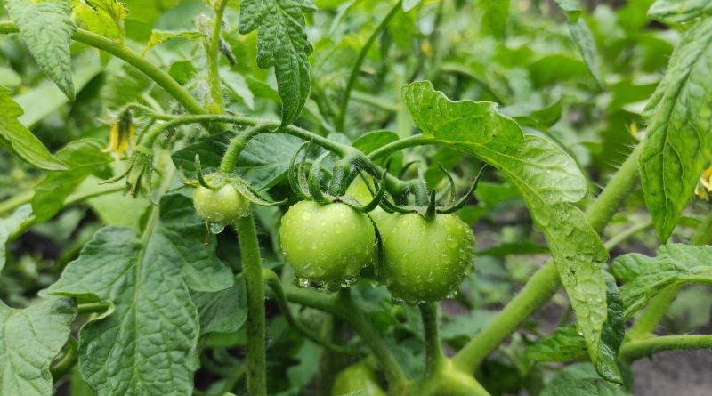 Основні помилки, яких допускається більшість при вирощуванні помідорів