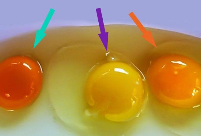 Вгадайте: яке з цих яєць було знесено здоровою куркою..