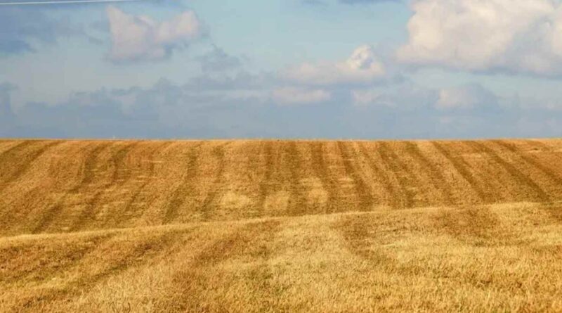 В Україні переписали ціни на землю: скільки коштує гектар