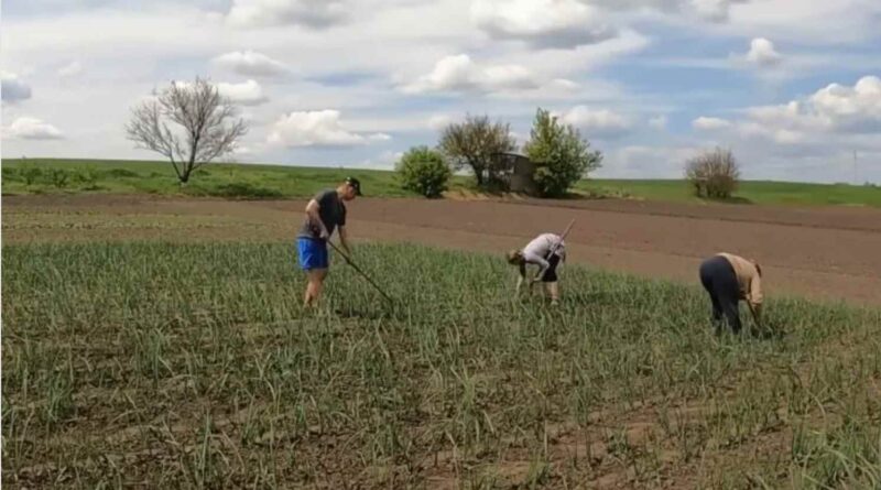 Стосується всіх – від дачника до фермера: треба заплатити за землю – скільки