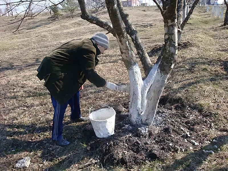 Не забудьте побілити дерева восени. Який саме розчин обрати, щоб не чіплялись хвороби та шкідники