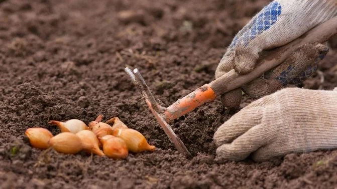 Як правильно посадити цибулю під зиму, щоб отримати великий урожай міцних цибулин