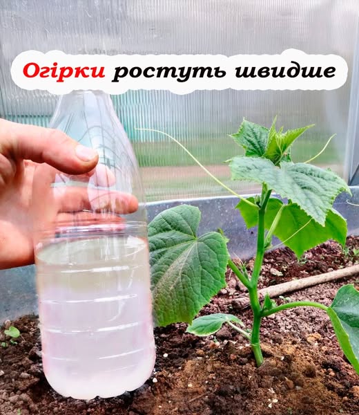 Підживіть цим розчином огірки, щоб збирати врожай на два тижні раніше сусіда