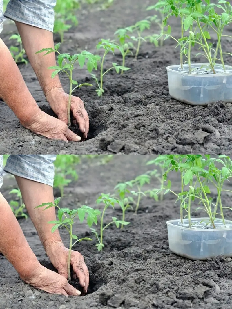 Що потрібно зробити при пересадці помідорів у ґрунт, та чим саме їх підживити, щоб мати гарний врожай