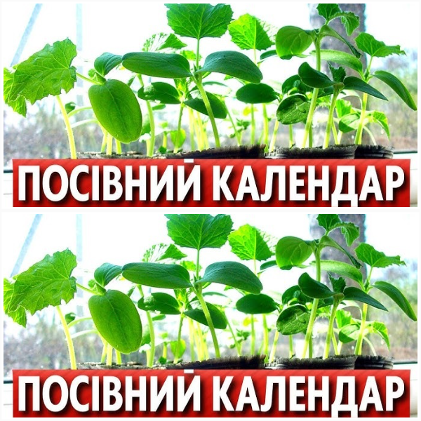 Поради для городників з 10 до 31 травня. Місячний посівник календар.