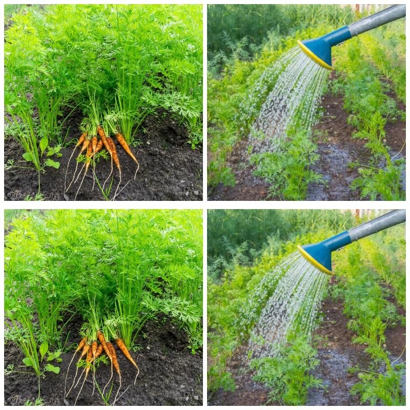 У червні зробіть 4 потрібні дії, щоб морква виросла великою та смачною