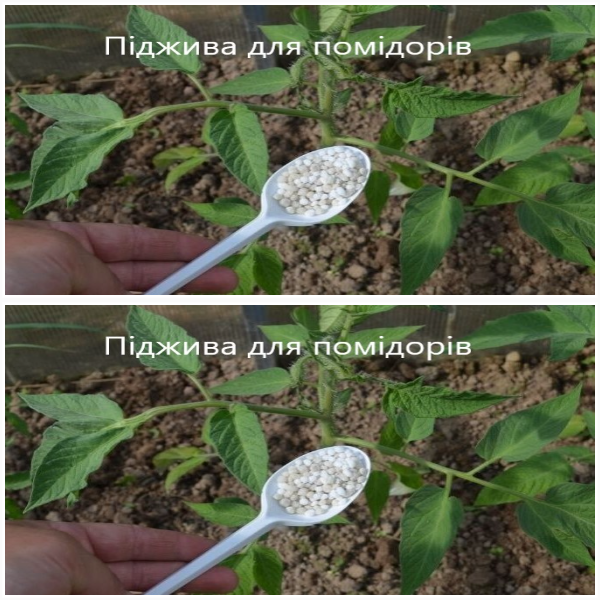 0.5 ст. л. на 5 л води для помідорів. Чим полити томати, якщо кущі погано ростуть