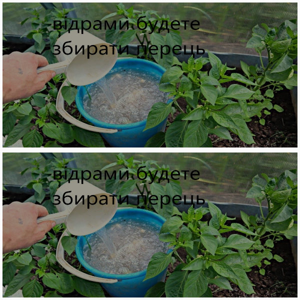 Чотири добрива, якими підживлюють перець у червні. Виросте великий та солодкий