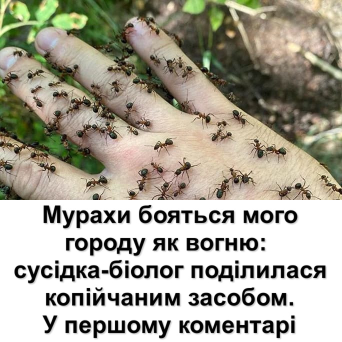 Мурахи бояться мого городу як вогню: сусідка-біолог поділилася копійчаним засобом.