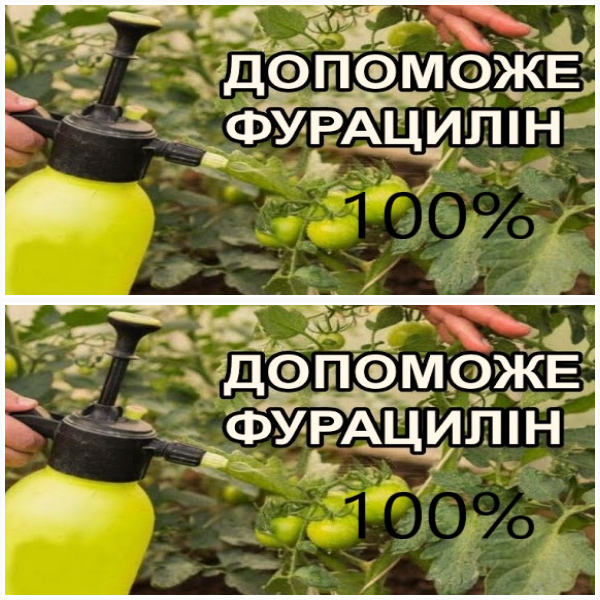 Звичайний фурацилін від фітофторозу помідорів. Як правильно застосовувати для щедрого врожаю.