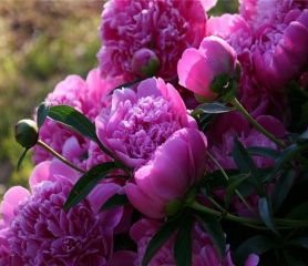 Відчинив Павло двері квартири, зняв куртку і крадькома зазирнув на кухню – теща з дружиною крутили фарш на котлети і захоплено розмовляли. Павло одразу зрозумів – говорять про нього. – Ну от і де він зараз блукає? – вигукнула Катя. – Мабуть, як завжди, сидить зі своїми дружками. І знає ж, що ти приїхала, а йому однаково! Павло затамував подих – ну зараз теща почне.