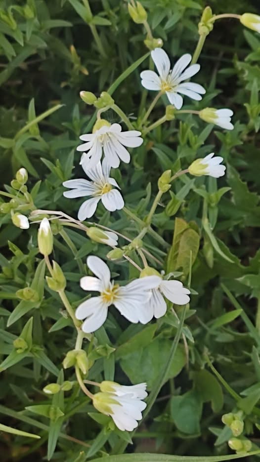 Мама чоловіка приходить до нас не часто, тому я старалася їй вгодити. Взагалі, вона дуже хороша людина, скромна і надзвичайно приємна