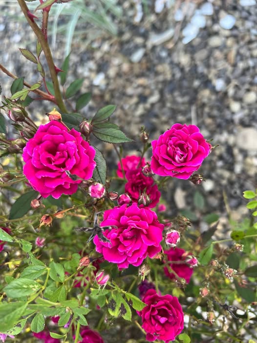– А як же я? Чому ти відмовився від мене? Хіба я тобі не дочка? – Запитала вона. – Ти не можеш мене ні в чому дорікнути! Я тебе виховав, на ноги поставив, у подальше життя відправив, а далі греби сама. Я тобі нічого не винен