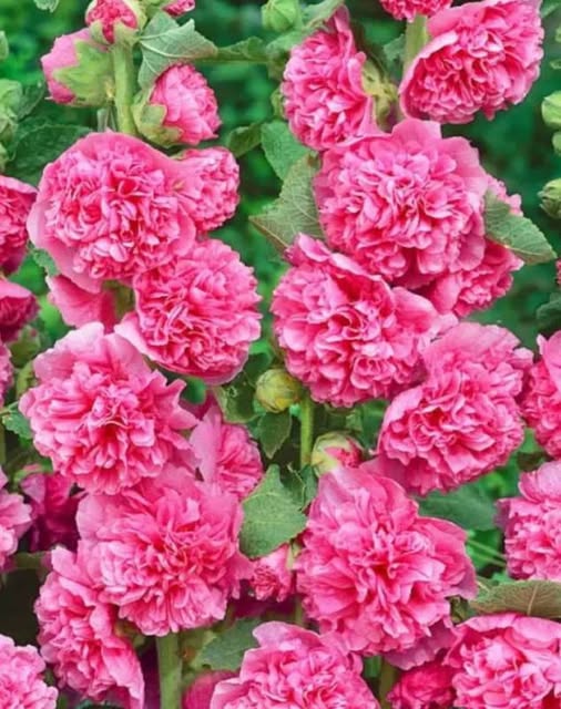 — Ми хочемо подарувати якийсь сувенір на згадку. — До біса вашу пам’ять! Ми приймаємо тільки гроші! — закричала свекруха, вдаривши долонею по столу.