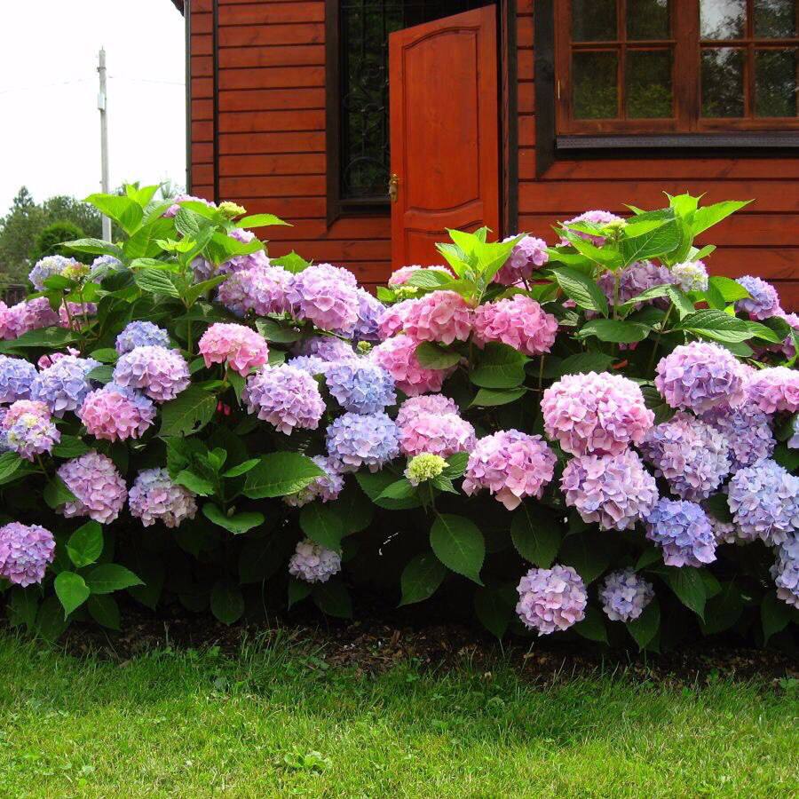 – Ти де таке золото знайшла? – тихенько спитала у сестри тітка Люда. – Моя ж ні риба ні м’ясо. Вічно мовчить і оченятами блискає, аж бісить