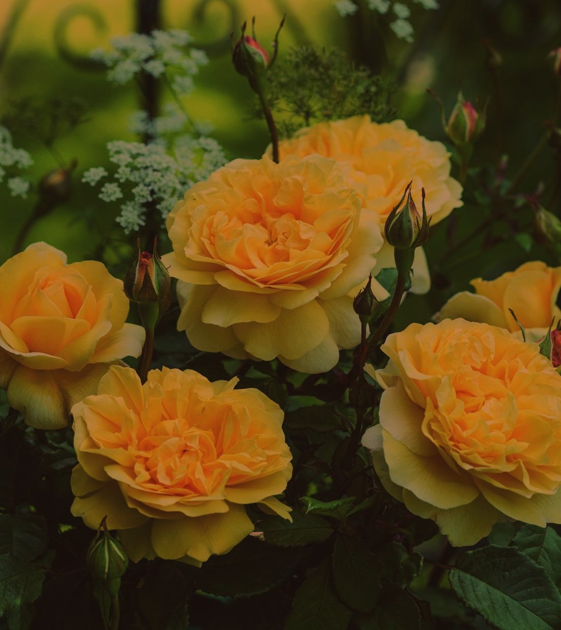 – У сенсі – он двері? Я лише увійшов! Ти мене виганяєш, чи що? – розгублено кліпав очима чоловік