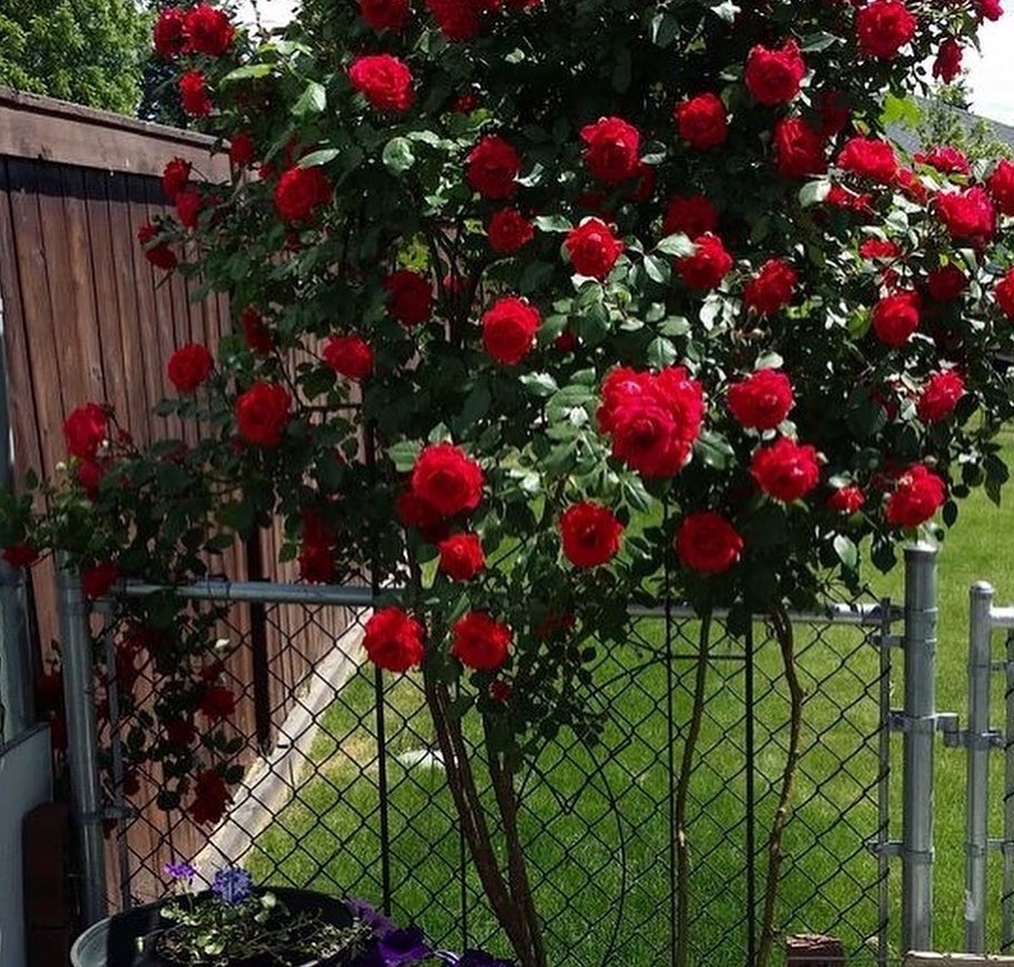 І одного разу Наталя застала її вночі на лавці перед будинком — в одній кофті, босоніж. — Поля?! Що ти тут робиш? — Мені снилася мама… Вона стояла в полі. У білому. І махала рукою…