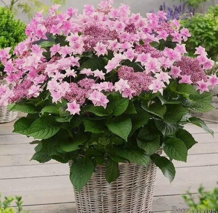 Олена йшла з роботи додому. Підійшовши до будинку, жінка раптом побачила машину свого чоловіка Олексія. – Цікаво, і чого це він так рано вдома? – подумала вона. – Зазвичай раніше восьмої ж не буває… Олена відкрила двері своїм ключем і зайшла в кімнату. Чоловік спав на дивані, відвернувшись до стіни. – Ну, нічого собі! – знову подумки здивувалася Олена. – Дивина та й годі сьогодні. Зовсім на Олексія не схоже… Вирішивши не будити чоловіка, жінка перевдягнулася й пішла готувати вечерю. Коли все було готове, Олена зайшла обережно торкнулася Олексія за плече. – Агов, годі спати! – посміхнулася вона. – Вечеряти пора… Олена глянула на чоловіка й остовпіла.