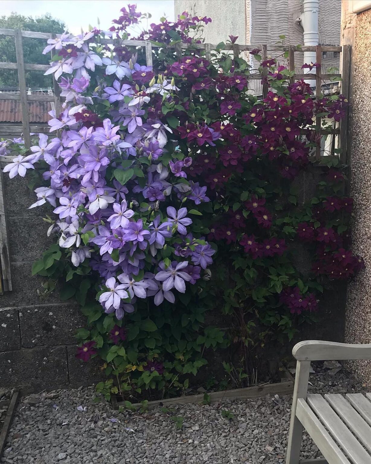 – Чому ти так рано пішла? Пішла і всю мою радість з собою забрала