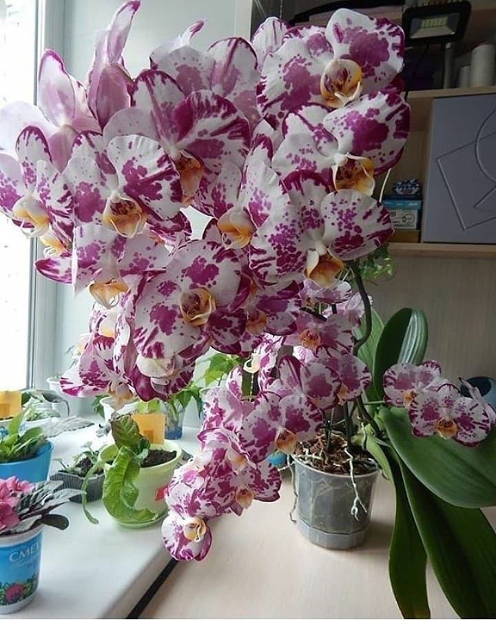 Від сьогодні, ви, дорога мамонько мого чоловіка, не їсте жодної з моїх страв, – сказала мені невістка. – Робіть що хочете, виділяйте собі полицю в холодильнику, готуйте до того поки я прокинуся чи після того, як я піду на роботу, але готуйте собі окремо. – Та я ж пожартувала! В тебе все виходить дуже смачно. До того ж, готуєш ти дуже швидко, і навіть з нічого можеш створити таке, що пальчики оближеш, – виправдовувалася я