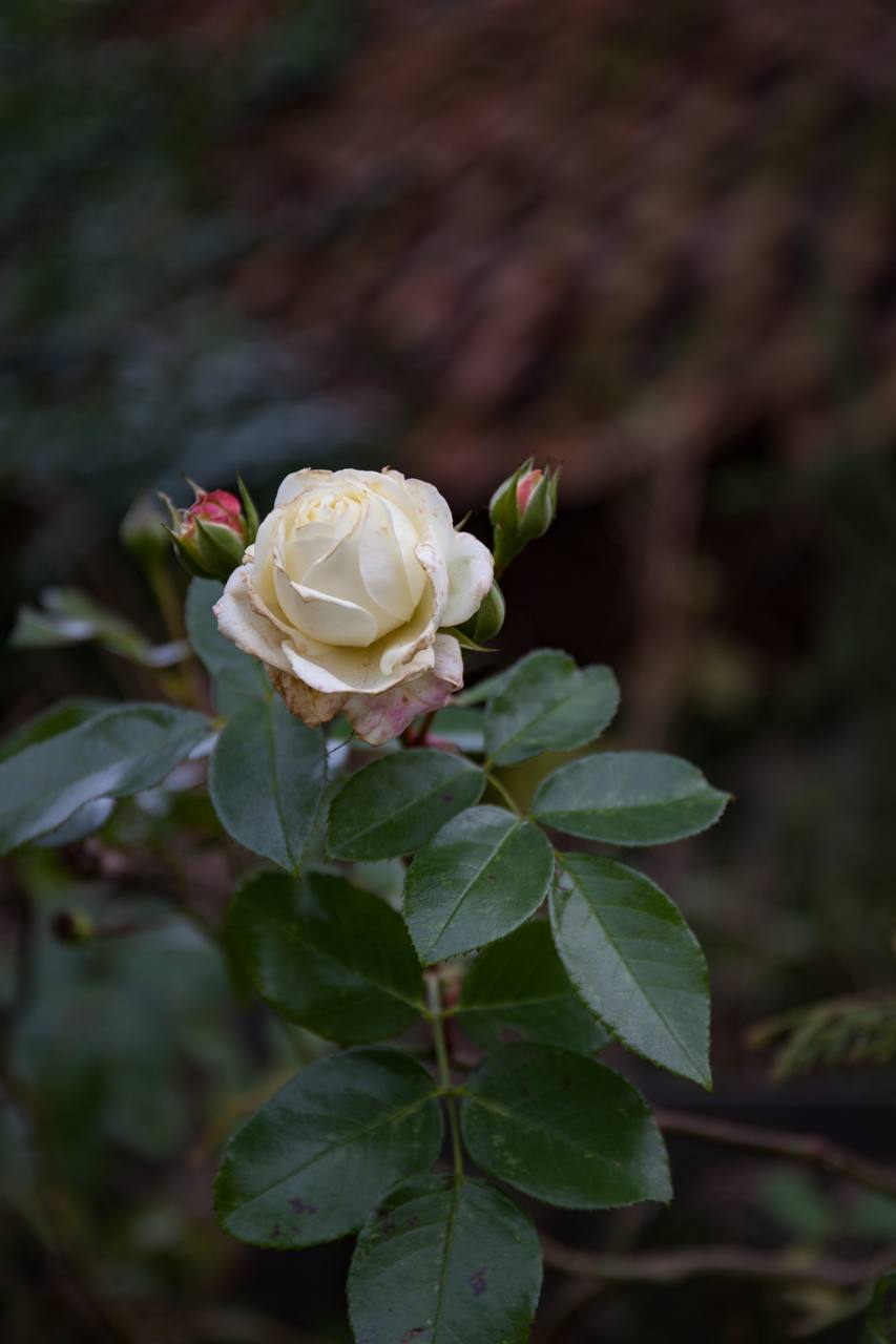 – Лідо. Мама купує собі житло. Вона продала два будинки у селі, своїх батьків та батька, машину діда