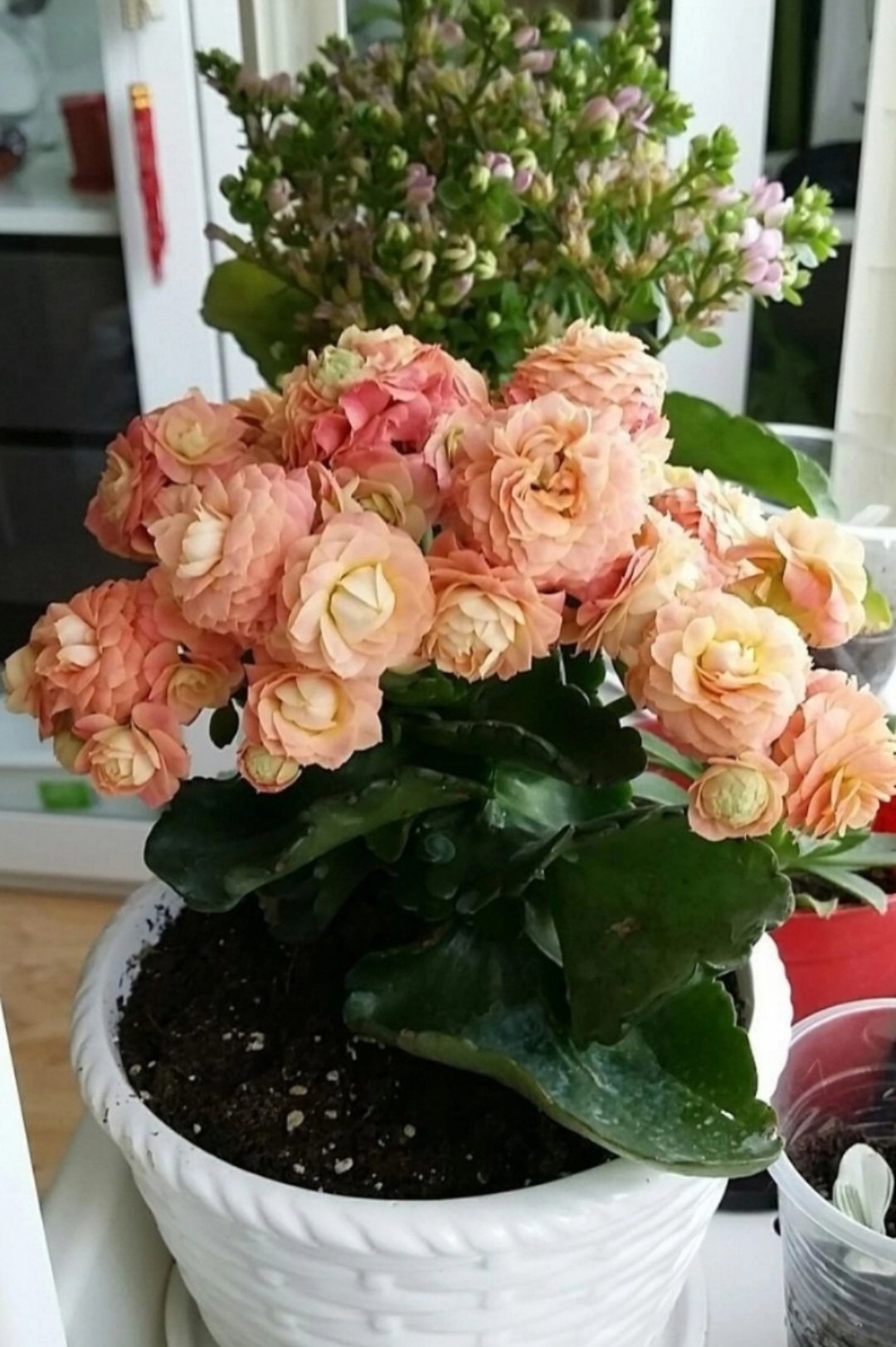 – Мамо? Ти як тут… Я тобі так і не встигла сказати, мамо. Та ти заходь. Оооййй, мамочкаааа! – Таня притулилася спиною до стіни та дивилася, як на підлозі росла і розповзалася калюжка