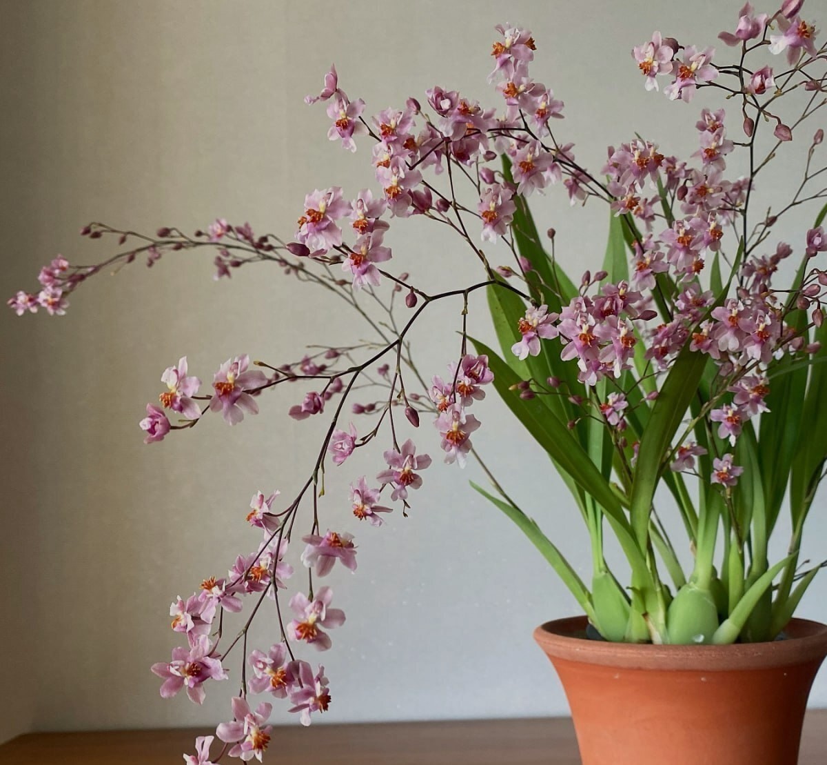 Тиждень пробувши на дачі свекруха попросила залишитися ще. Потім – ще трохи. А далі заявила: – Я вже звикла тут. Мені добре. Поставимо кондиціонер, і я житиму тут постійно. Олено, ти ж не проти? Це ж не завадить тобі, ти й так нечасто приїжджаєш. Олена глянула на Сашка. Той, як завжди, промовчав. Як завжди, нічого не сказав на захист дружини. – Це моя дача, мамо. Подарунок від батьків, – тихо, але твердо відповіла Олена. – Та що ти кажеш! Хіба я щось погане зробила? Я ж просто хочу, щоб тут було добре. А ти можеш приїжджати, коли захочеш. Ну що ж, якщо так принципово – куплю собі дачу сама, а цю зробіть музеєм своїх бузкових мрій