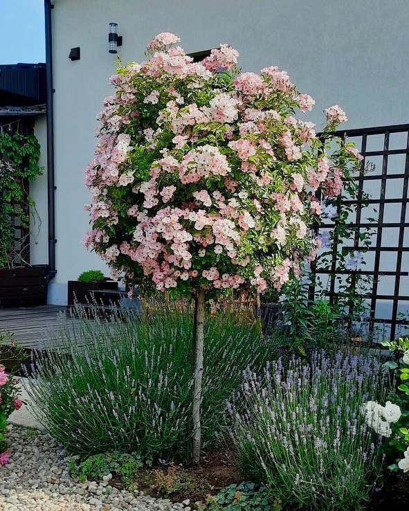 – За що їй премію? – гидливо підібгала вона губи, – сидить цілий день, телефоном базікає і нігті фарбує! Їй за щастя буде зарплата, яку вона отримує невідомо за що