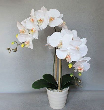 – Ти чого сидиш, готуй обід! – Видала свекруха, але відповідь Лєри здивувала усіх.