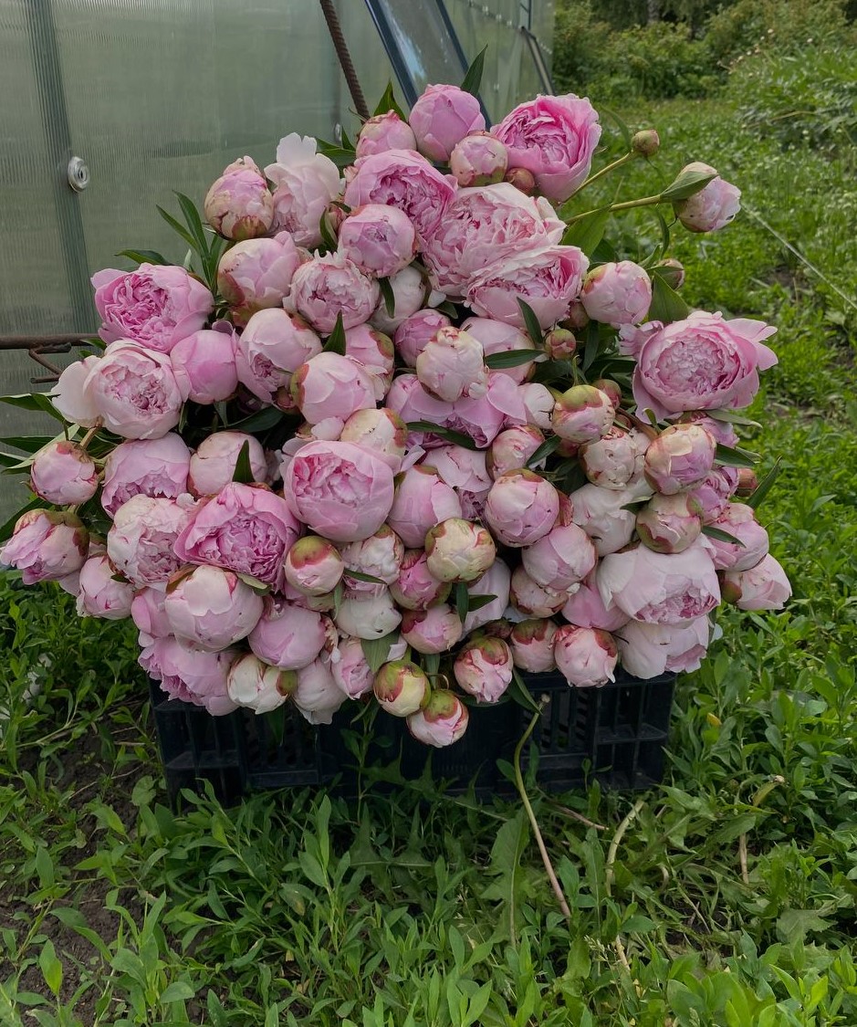 – Гена подарував мені ароматизатор! – Гордовито заявила мати. – «Смердючку» в машину?! – Вова навіть свиснув. – Оце подарунок, враховуючи, що у вас навіть машини немає