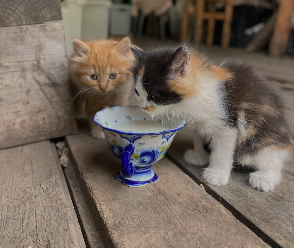 Поява сестри мого чоловіка на нашому порозі та ще й з речами мене неабияк здивувала. Та ще більшою прикрістю стало те, що з’явилась вона не одна а зі свекрухою моєю. Виявилось, панянки прийшли у наш дім жити, бачте вони вважають, що мають на те повне право, особливо зараз, коли не стало мого чоловіка