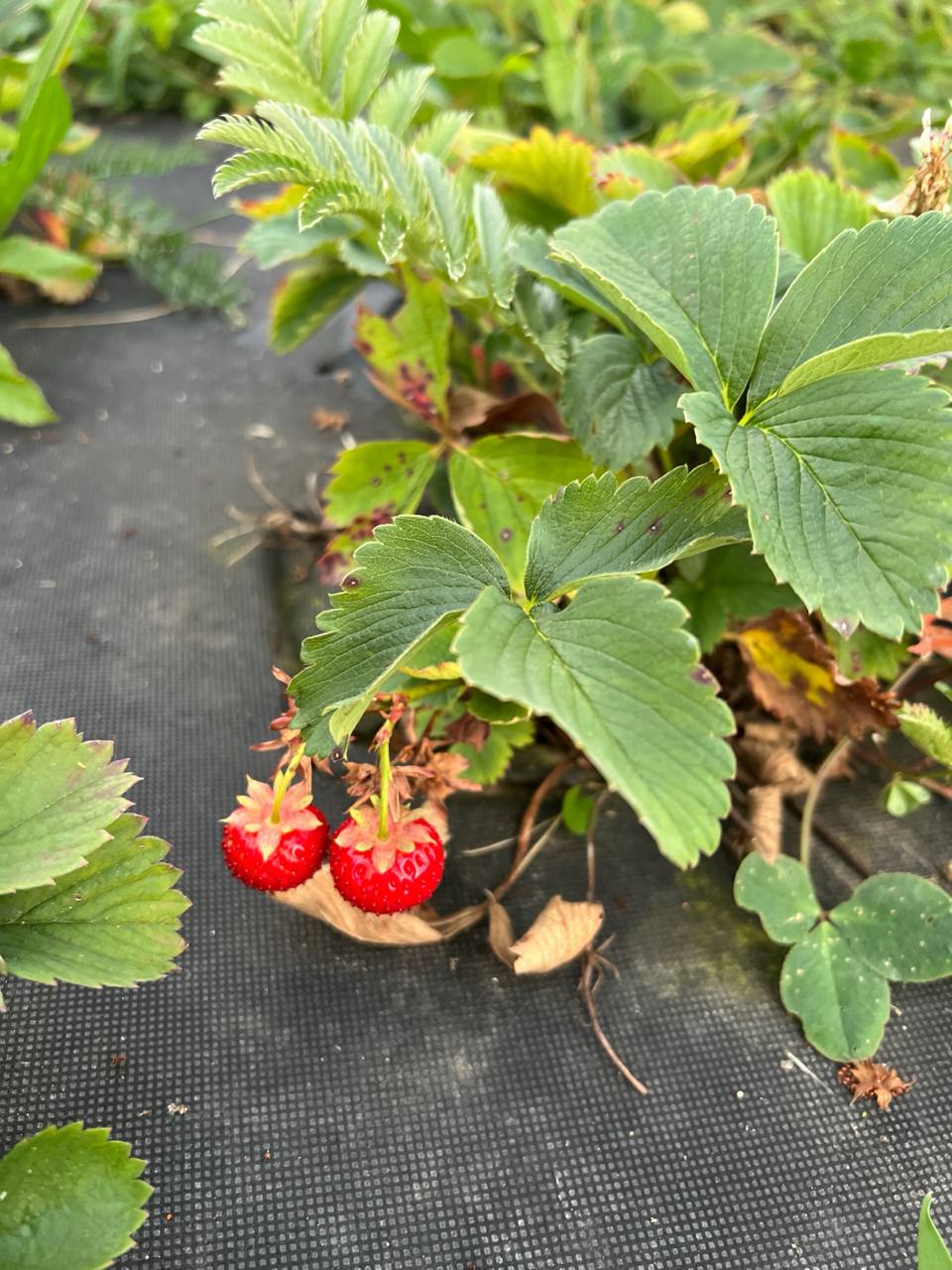 -Думаєте мені самій приємно? Ні те, що Катруся сказала, та я, та мені ніхто в житті такого не казав! Я від дітей рідних такого не чула. Дякую, Катрусю