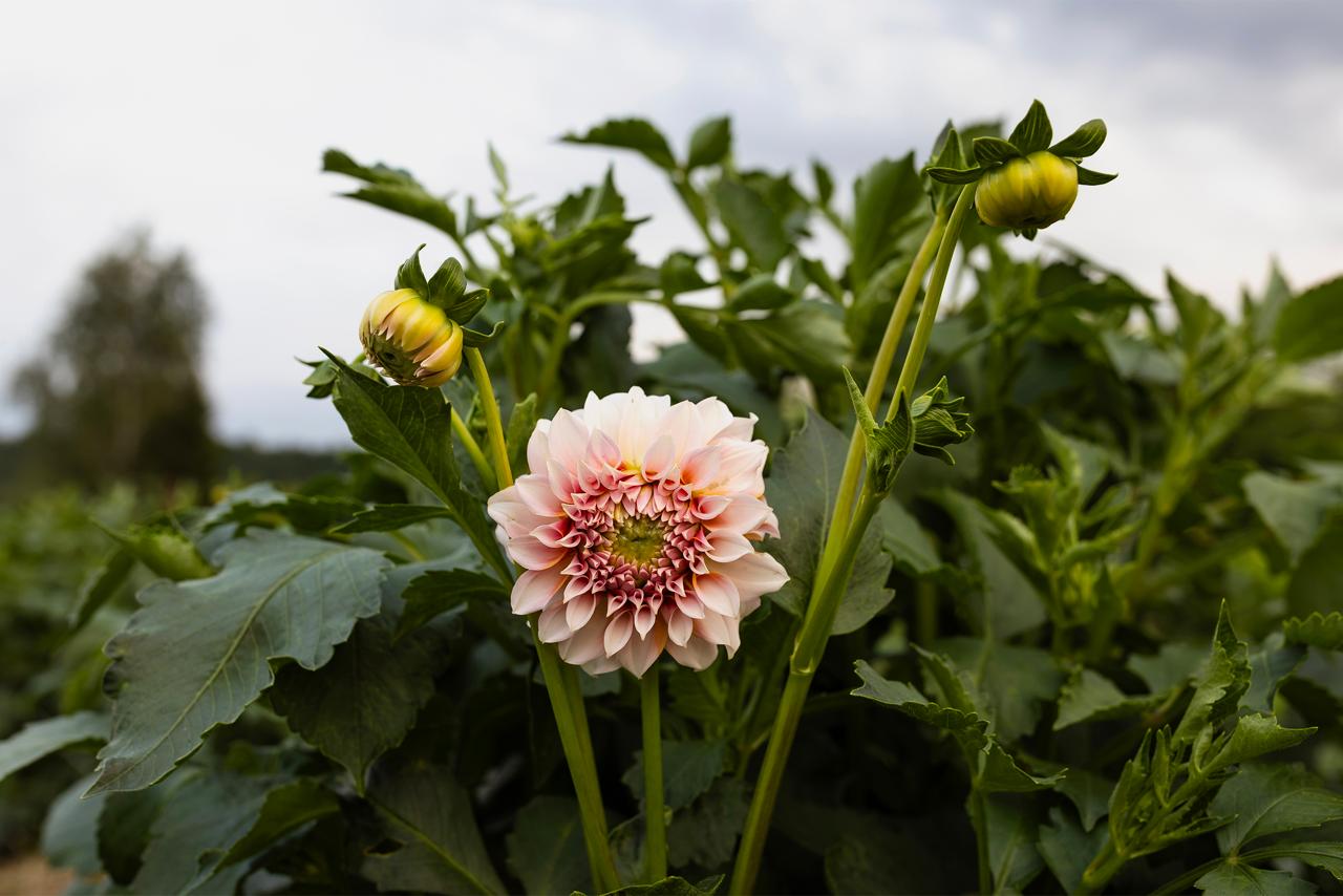 – Якби не мати, я б ніколи сюди не приїхала! – з порога кинула сестра.