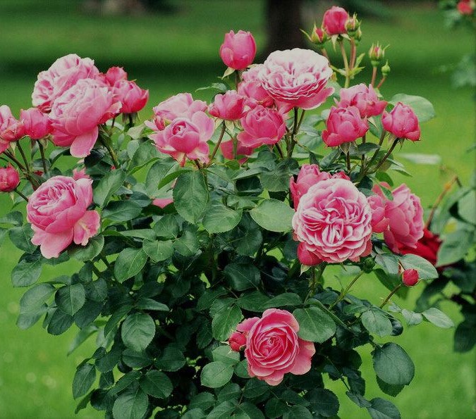 Одного літа мій чоловік виграв якийсь обласний проєкт – виділили йому 80 тисяч гривень на сонячні панелі. У селі це як виграти квартиру в Києві. Люди з району приїздили подивитись. Сусідка Леся спочатку раділа щиро: – Молодці! Такий розумний твій, хай би й мого навчив. Я, звісно, одразу сказала Володьці: “Іди, допоможи Василеві, розкажи, що й як”. А він і пішов. Але Василь тоді лише пробурчав: – Мені те не треба. То все дурня, от у нас як вітер буде, ті панелі по селу розлетяться… Ну, то й добре. Я не нав’язувалась. Та з того дня Леся вже не кликала на каву. На лавку не виходила. Почала паркан латати з їхнього боку, а дірку, де діти грались і бігали туди-сюди, чомусь закрила дошками