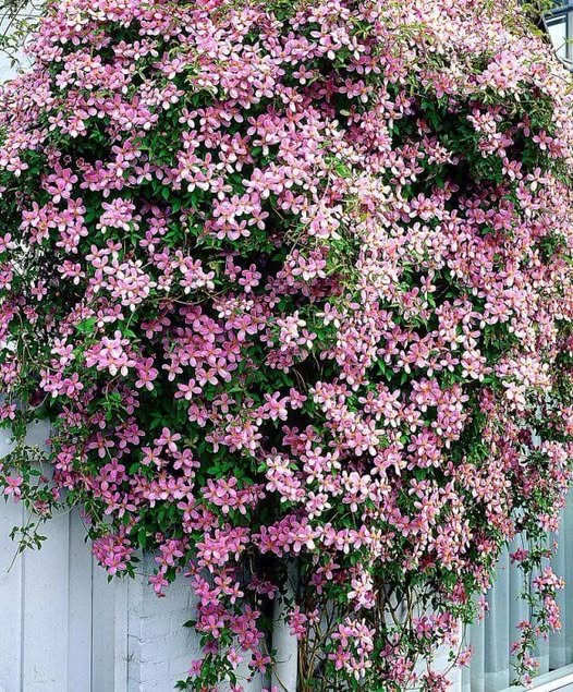 Я стояла біля дверей своєї квартири, міцно тримаючи валізу. Повернулася з заробітків на три тижні раніше, щоб здивувати чоловіка Олега.