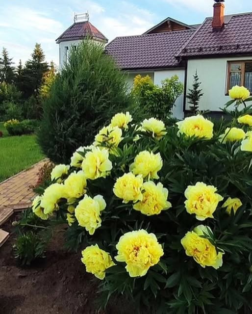 Віра смажила котлети, коли на кухню зайшов чоловік. – Віро, треба поговорити, – рішуче заявив Ігор. – Говори, – кинула жінка. – Може, сядеш, нормально вислухаєш? – у голосі Ігоря пролунало нетерпіння. – Мені ніколи, потрібно за котлетами дивитися, – відповіла дружина. – Що ти хотів мені сказати? – Я…, – Ігор запнувся, ледве підбираючи слова. – Я зустрів іншу жінку… Я йду від тебе! – Я тебе вітаю. І дуже рада за тебе! – спокійно сказала Віра. – В сенсі вітаю? В сенсі рада за мене? – чоловік здивовано подивився на дружину. Але Ігор навіть уявити не міг, що в цей момент задумала Віра.